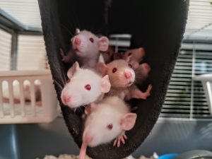 mláďata v hamaku